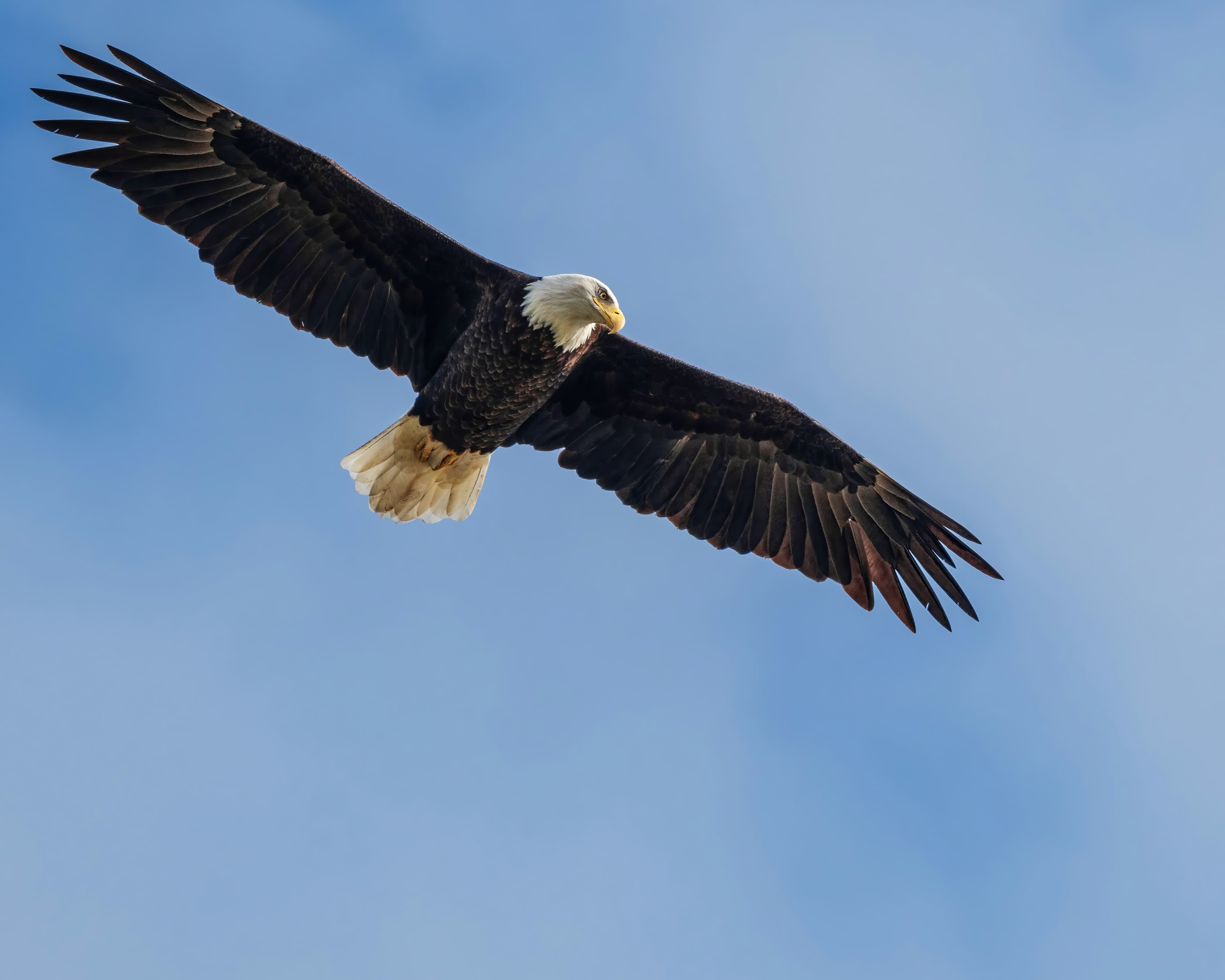 Banner bazoka